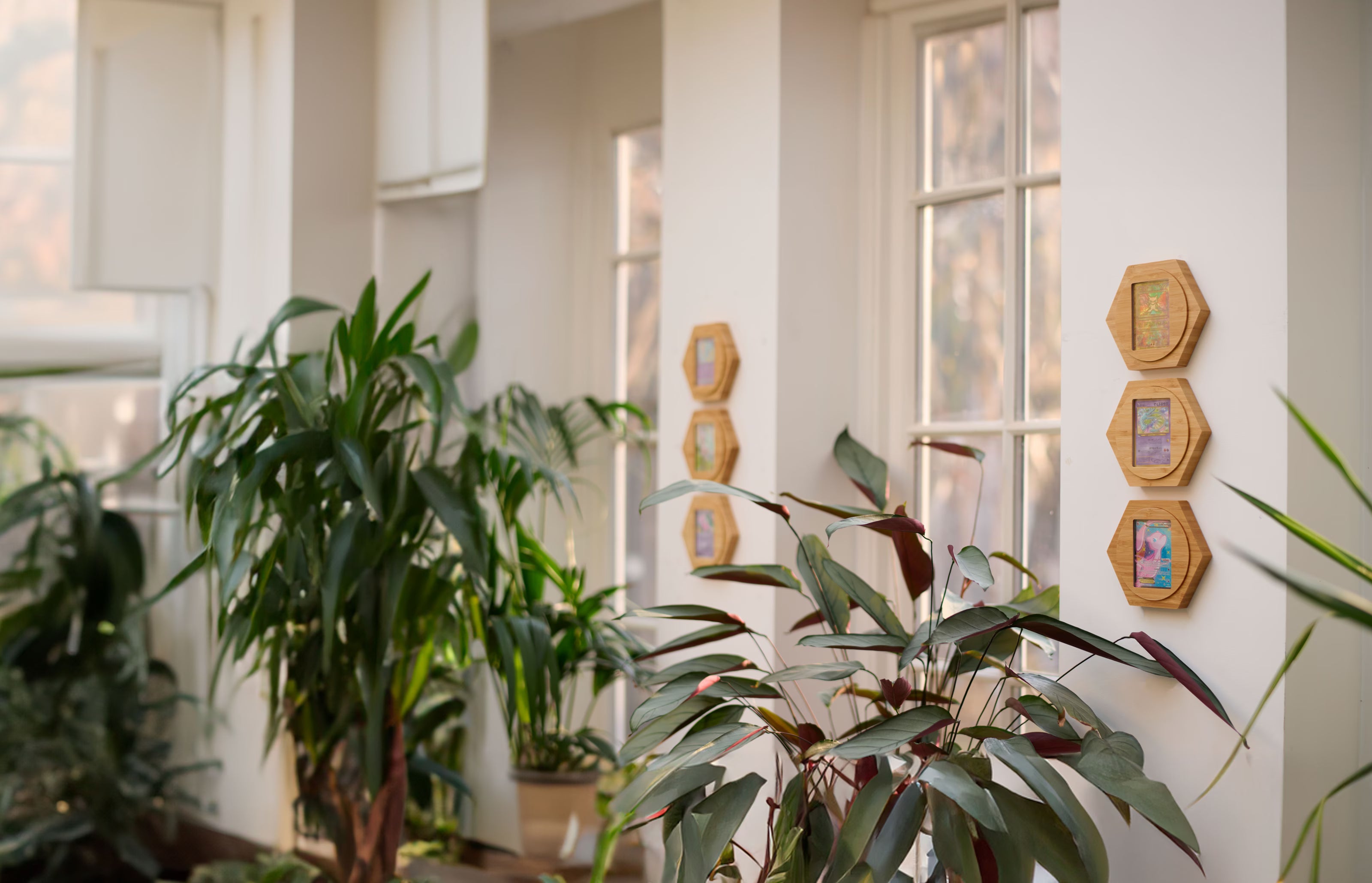 Framed pokemon trading cards hung on the wall with plants in the room